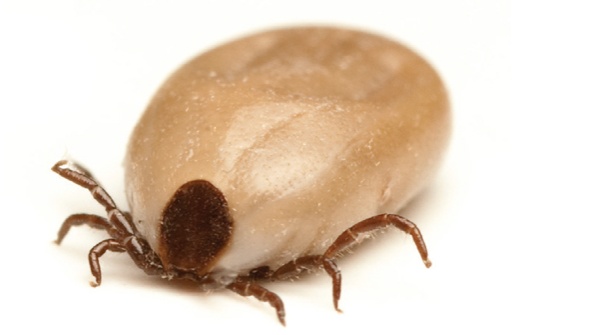 Brown Dog Tick